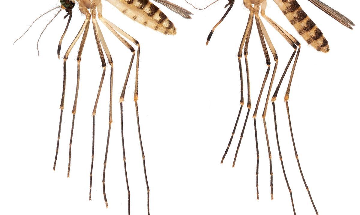 Un mosquito hace saltar las alarmas en Florida por posibles enfermedades