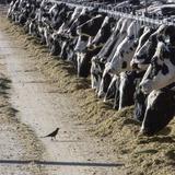 Diagnostican con gripe aviar a un hombre que interactuó con vacas en Texas
