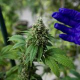 Gobernador de Virginia pide acelerar legalización de marihuana