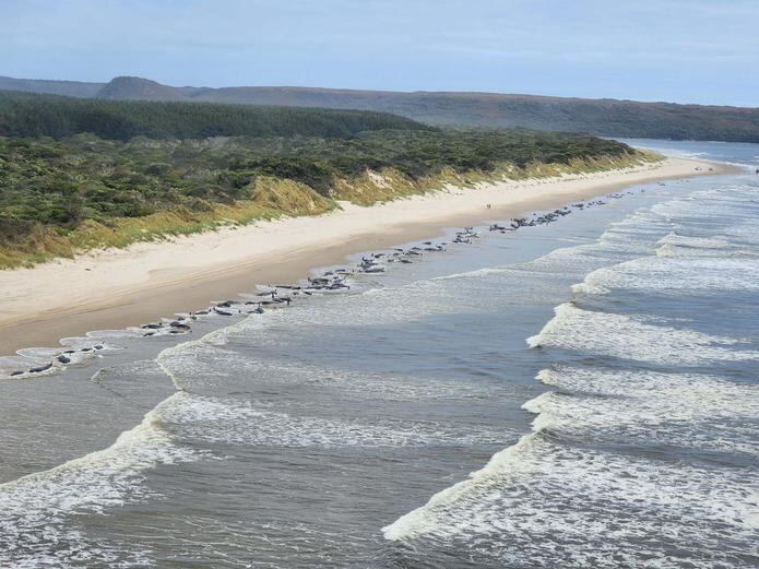 El incidente en la bahía de Macquarie se produjo un día después de la muerte el martes de 14 cachalotes tras quedar varados en una playa de la sureña isla King, también en la región de Tasmania.