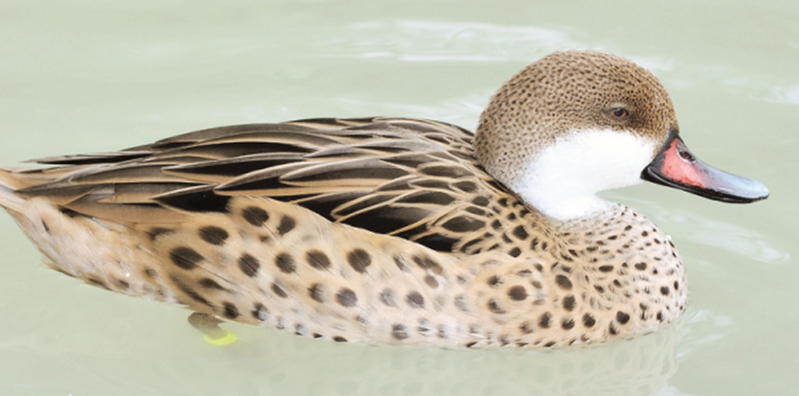 El pato inglés ha sido amenazada por la caza furtiva y por la introducción de animales exóticos. (Archivo)