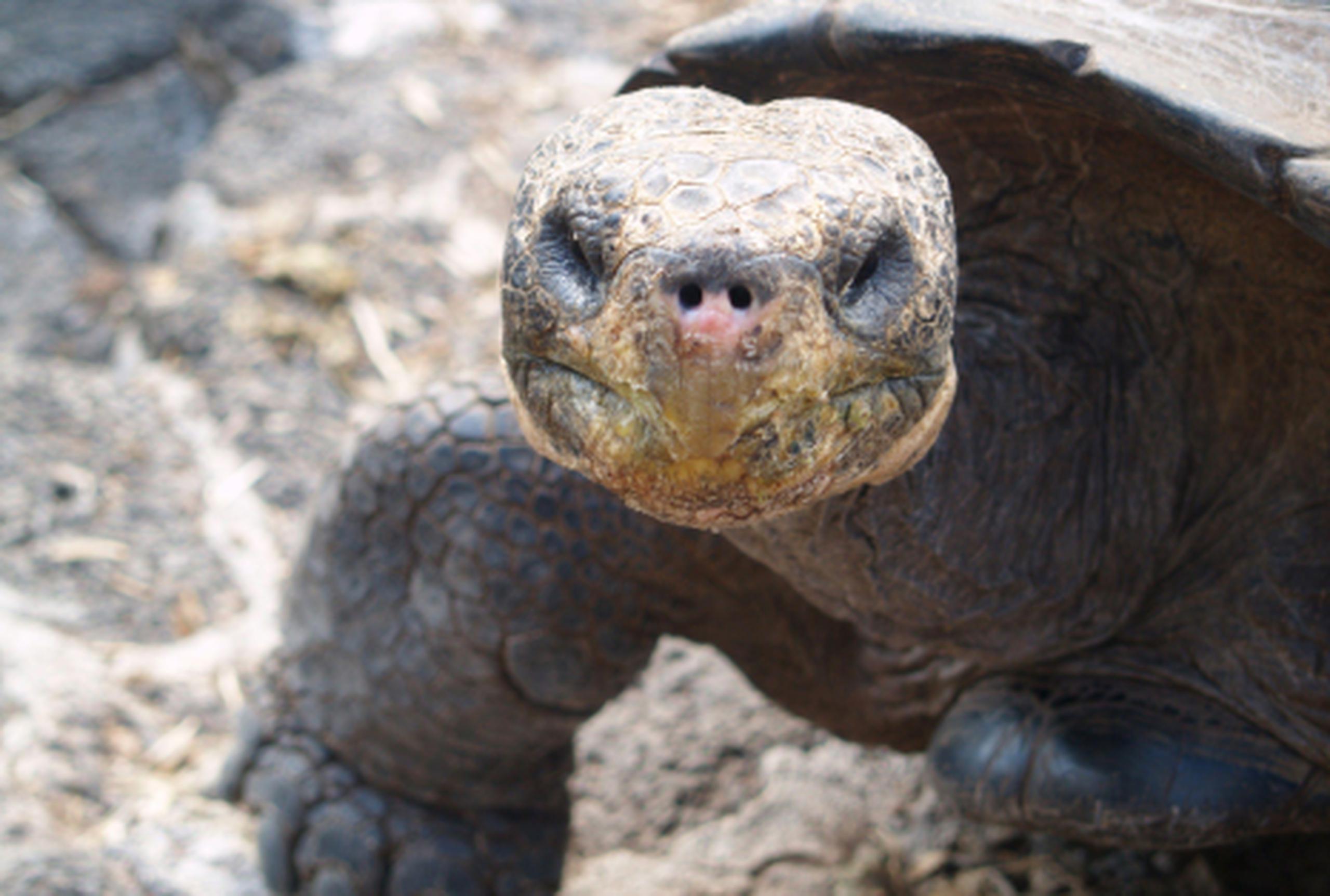 Solitario George, el último príncipe reptil de las Islas Galápagos, puede estar muerto, pero científicos dicen ahora que podría no ser la última tortuga gigante de su especie. (archivo)