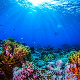 Sombrío futuro para los corales 