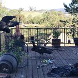 Cóndores hacen de las suyas y causan destrozos en una vivienda en California