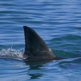 Dos pescadores reciben mordidas de tiburones en lapso de 36 horas en Florida