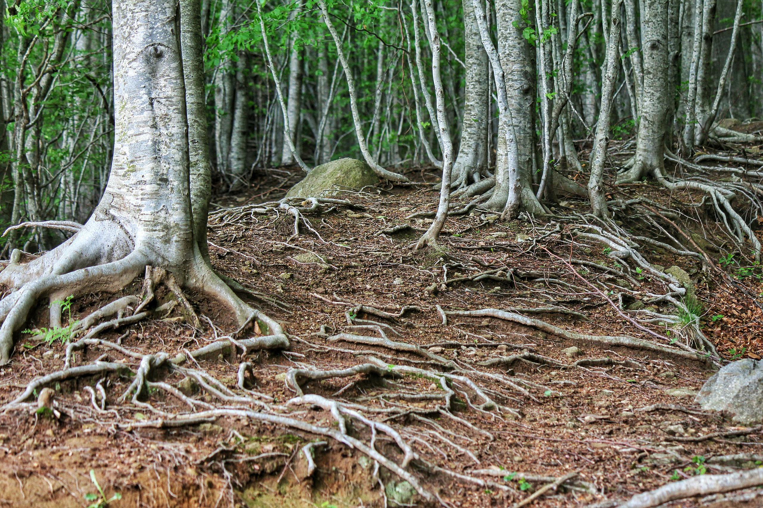 La raíces de un árbol.