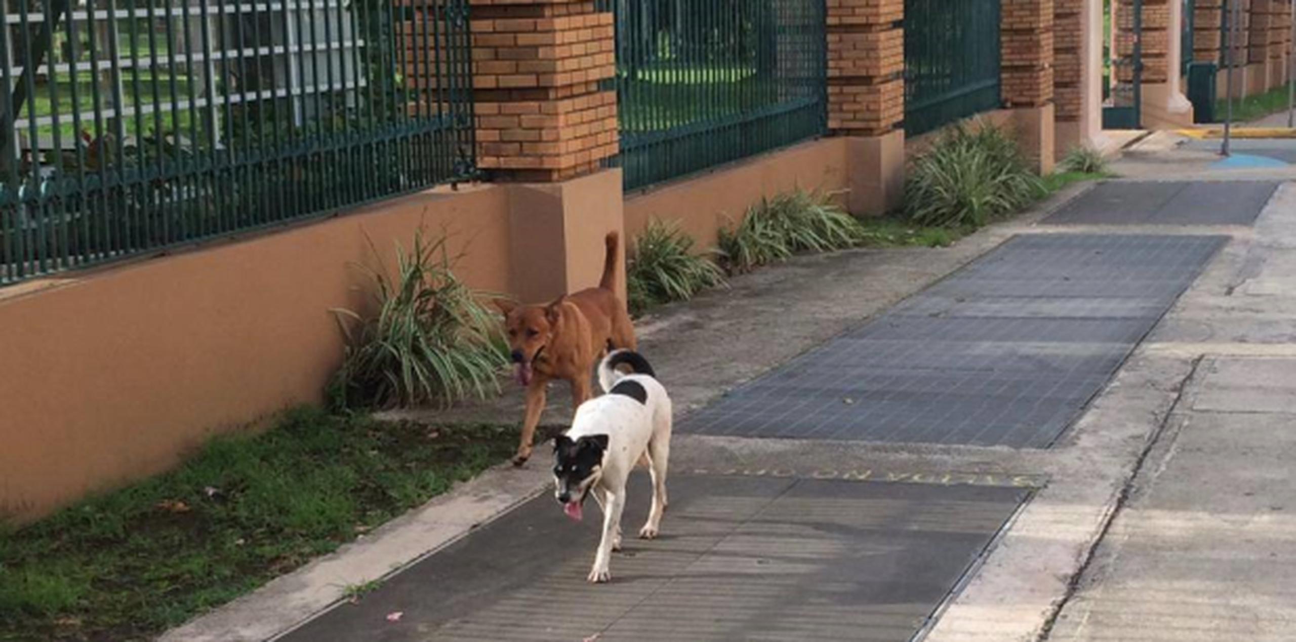 La comunidad estudiantil está convocando a una reunión para conformar un grupo de protección de animales en el recinto ríopedrense, mañana jueves, 19 de marzo a las 5:00 p.m. en la facultad de Humanidades del campus. (Facebook)