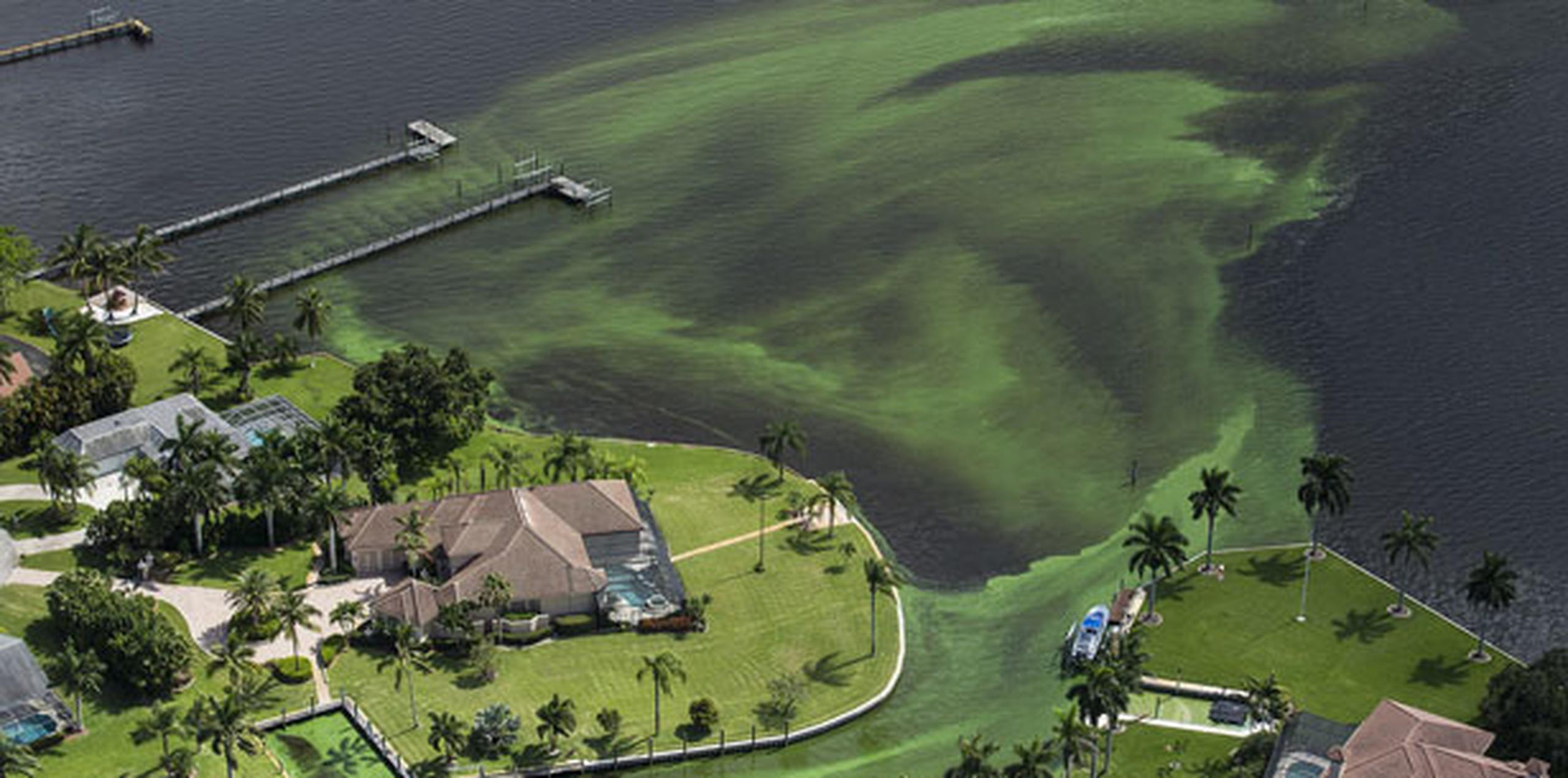 En la declaración de emergencia, Scott instruye sobre la urgencia de "acelerar los proyectos de almacenamiento de agua para reducir la proliferación de algas". (Greg Lovett/The Palm Beach Post via AP)
