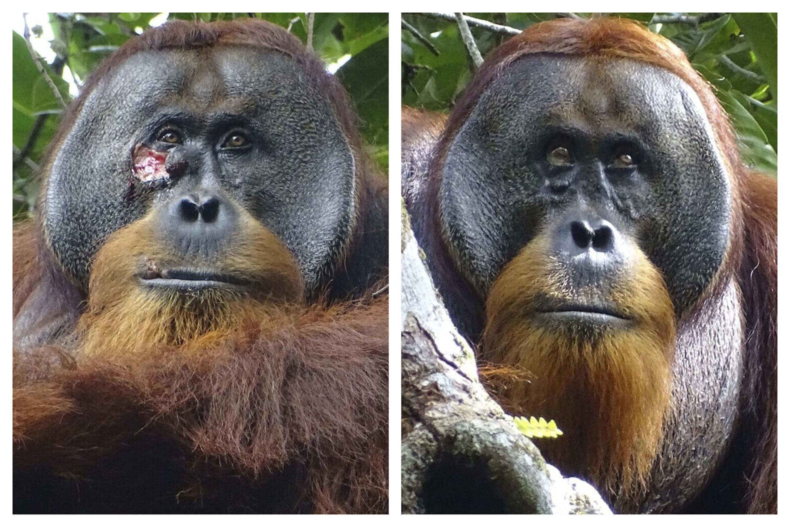 Los científicos creen que el orangutan conocido como Rakus, aprendió la técnica de automedicación, de otros orangutanes silvestres que viven fuera del área de estudio.