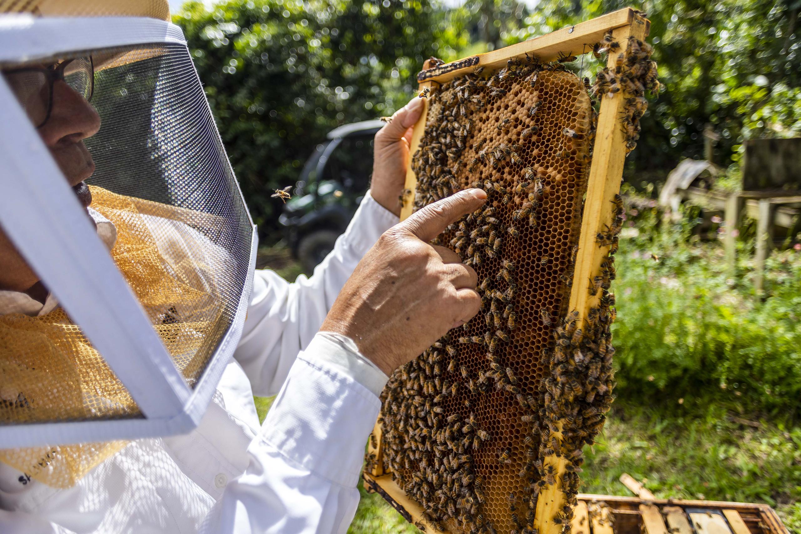 El abogado de profesión cuida de un apiario con alrededor de 10 colmenas en su pueblo de Trujillo Alto. 