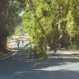 Intransitable carretera de Trujillo Alto por árbol y postes sobre el pavimento