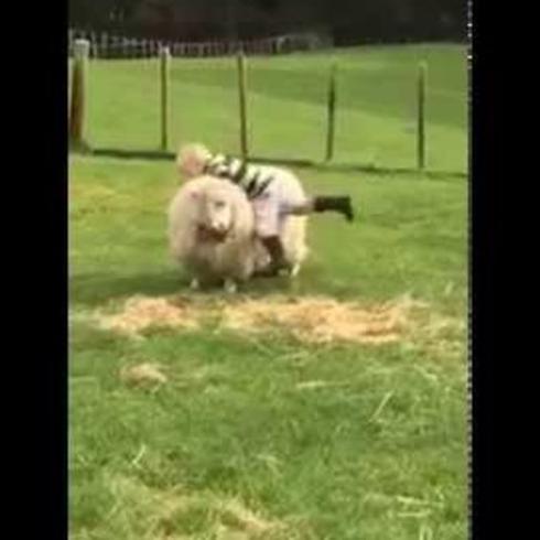 ¡Mira como este nene monta una oveja!