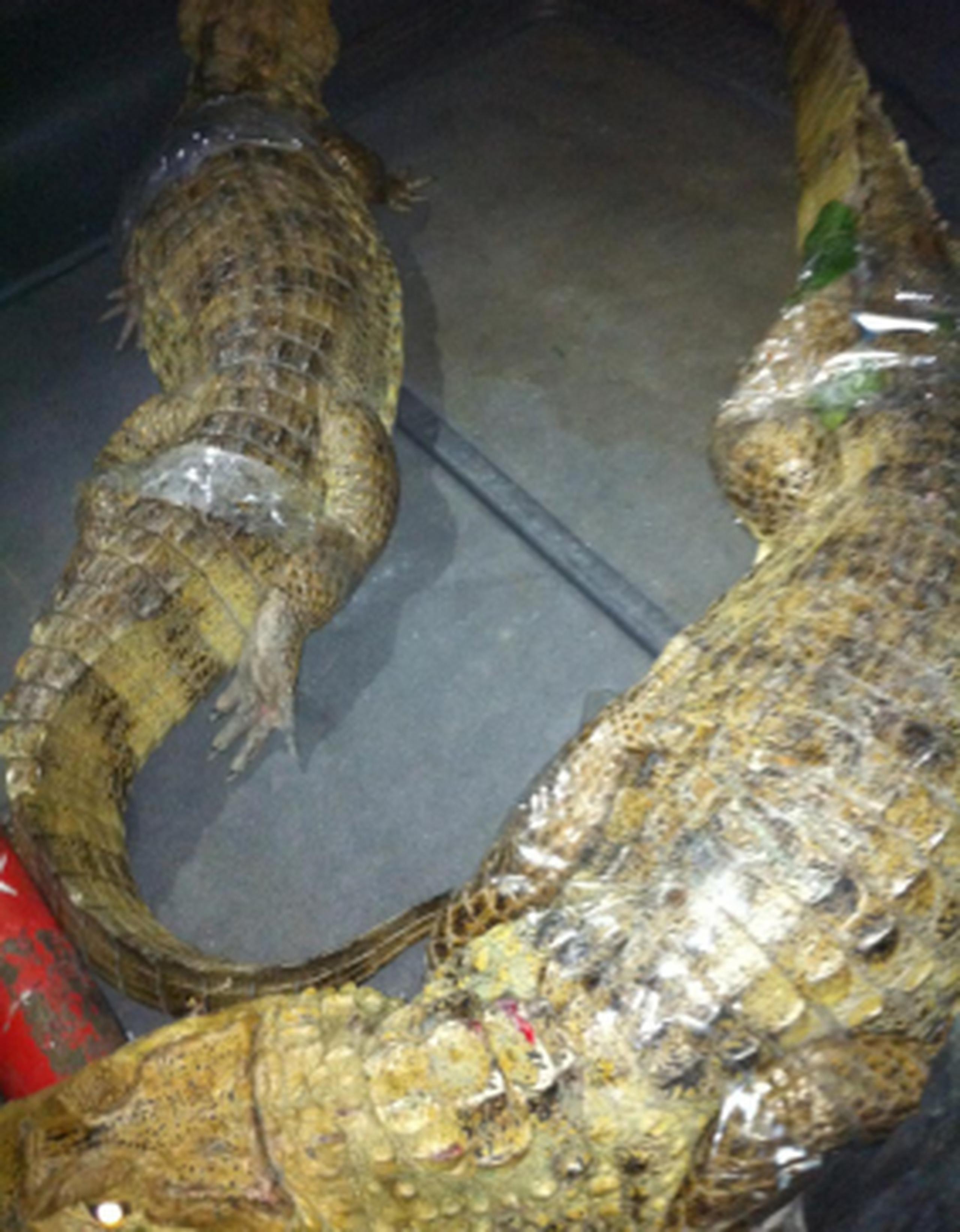 Encuentran cinco caimanes en intervención en Barrio Obrero Primera Hora