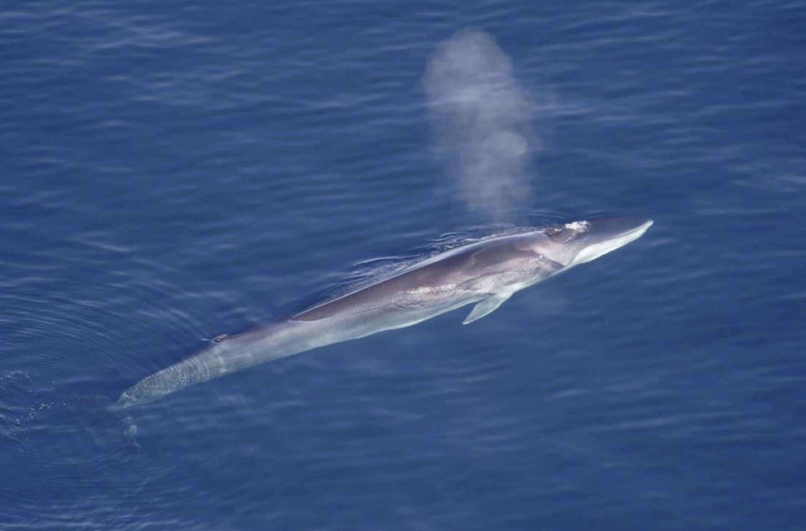 La ballena rorcual es la segunda mas grande y la más rápida.
