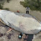 Hallan ballena de casi 50 pies muerta en playa de Uruguay