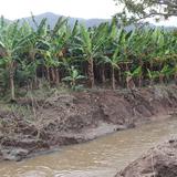 Agricultores maunabeños reportan pérdidas de cosecha por fuertes lluvias