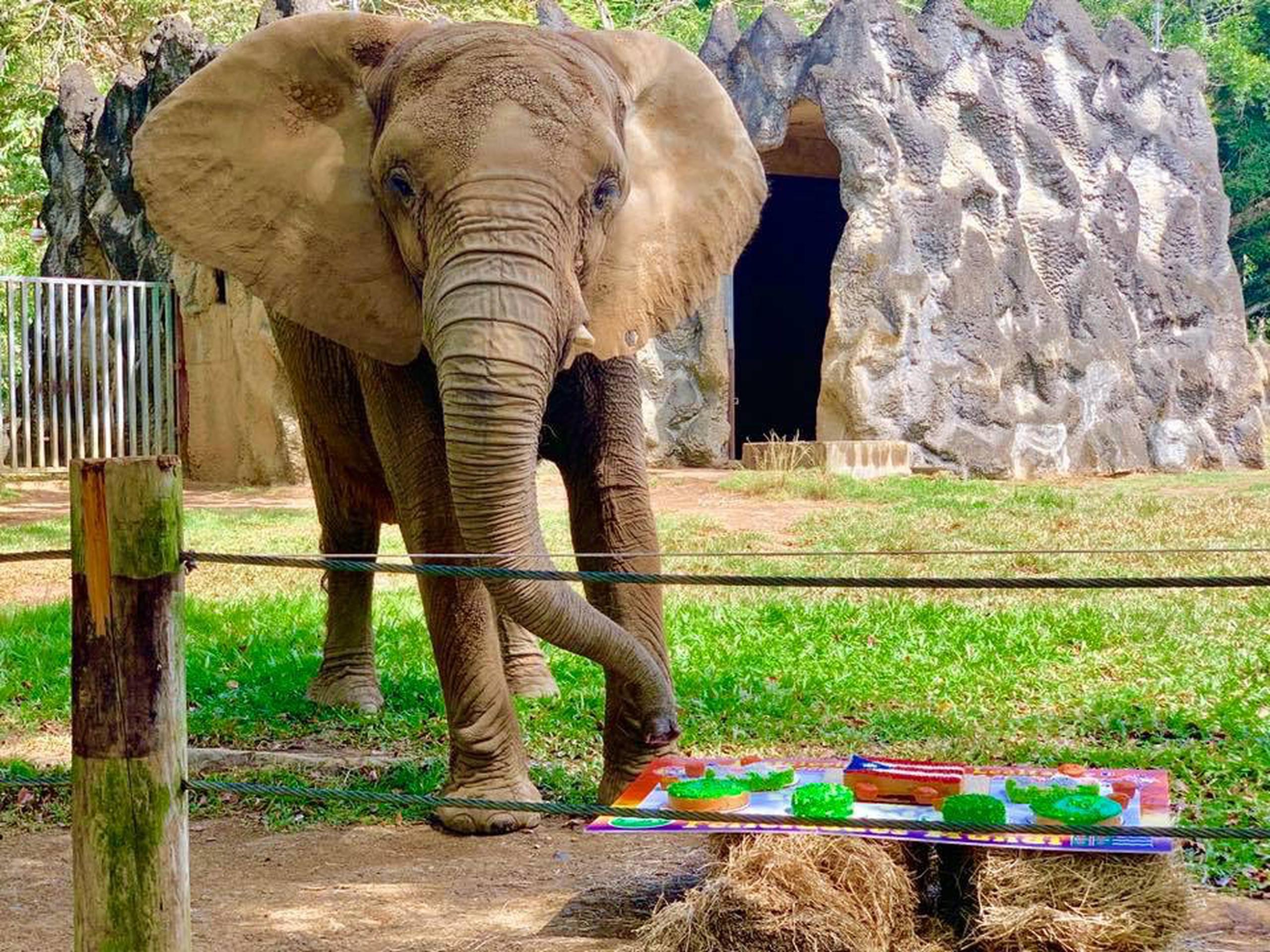 La Fundación Salvemos el Zoológico Juan A. Rivero lamentó que este año no se les permitiera llevar un bizcocho a la elefanta para festejarla.