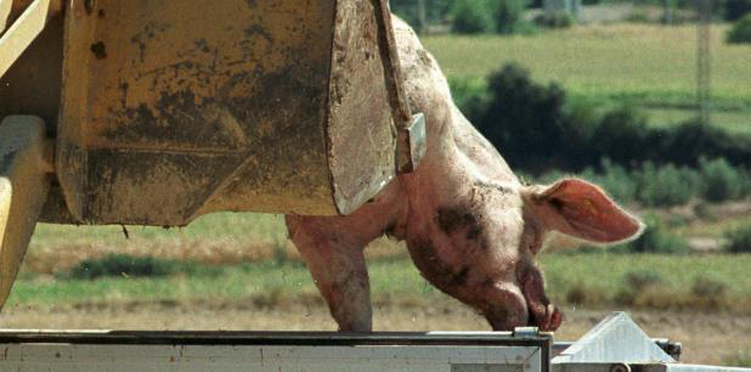 La peste porcina africana no supone un peligro directo para los humanos pero amenaza con arrasar la crucial industria porcina. (EFE / Laurent Ai)