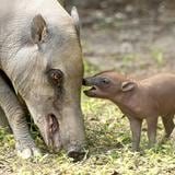 El Zoológico de Miami celebra el histórico nacimiento de una babirusa