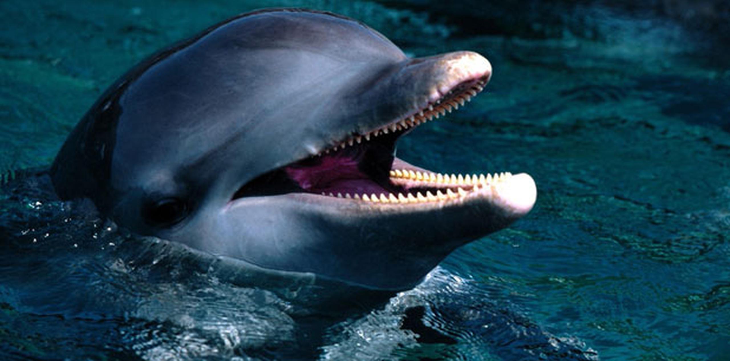 Entrenó al delfín de la popular serie televisiva Flipper, en la década de 1960. (Archivo)