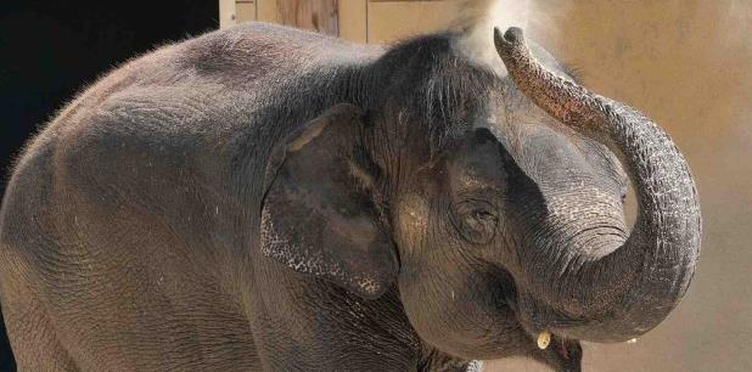 El zoológico ha recibido una subvención inicial de 4 millones de dólares por parte de la fundación Lilly Endowment Inc., con sede en Indianápolis, para apoyar el proyecto. (AP)