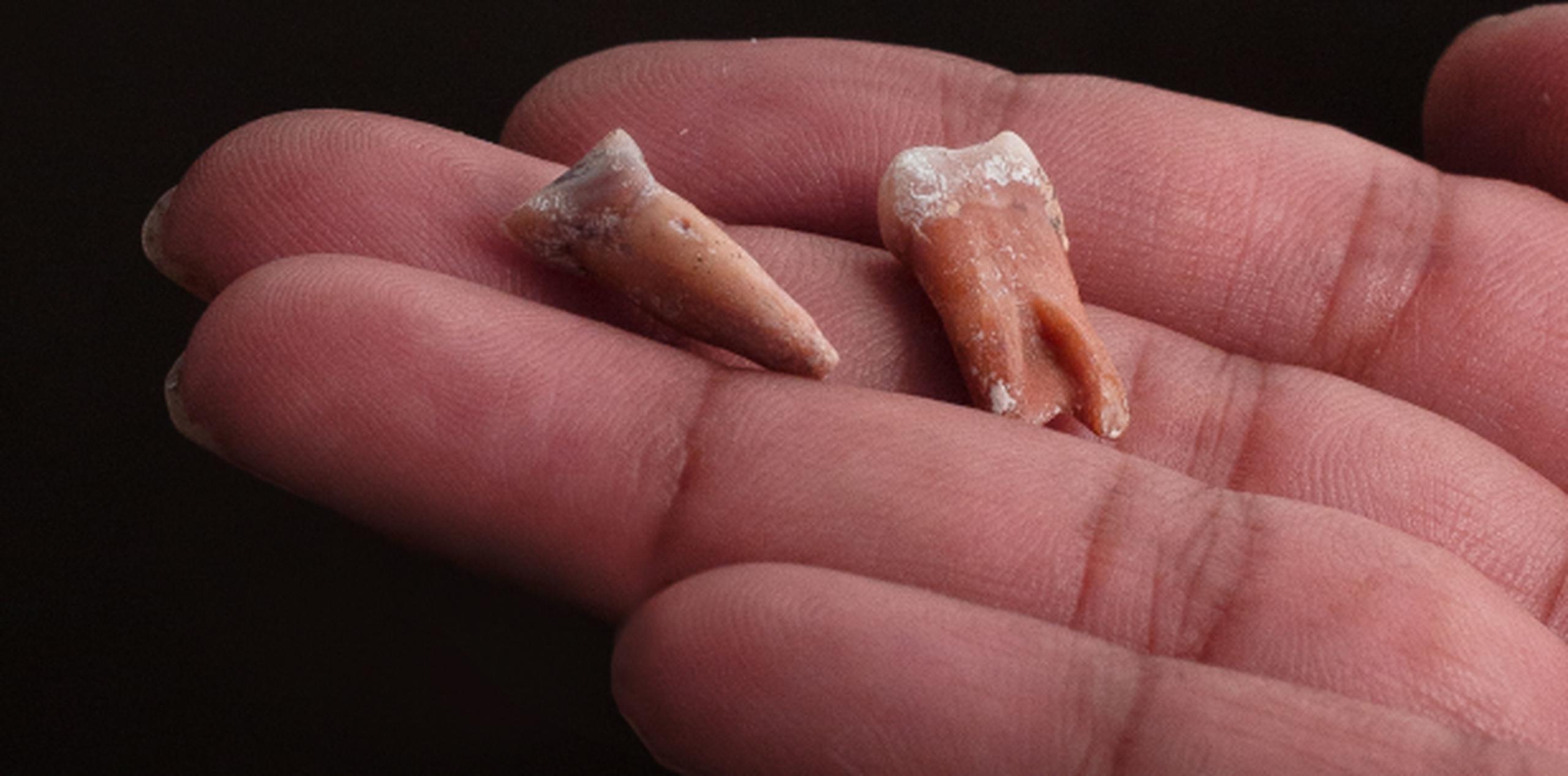 Dos de los dientes de "hobbit" hallados entre los fósiles del antiguo homínido ya extinto. (Kinez Riza via AP)