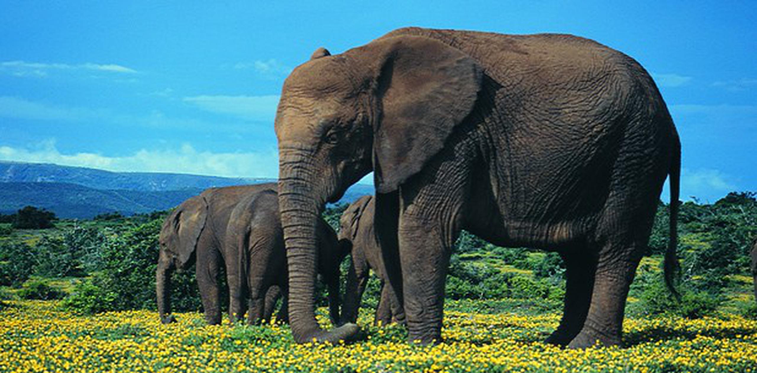 Los elefantes pueden vivir hasta los 70 años de edad. (Archivo)