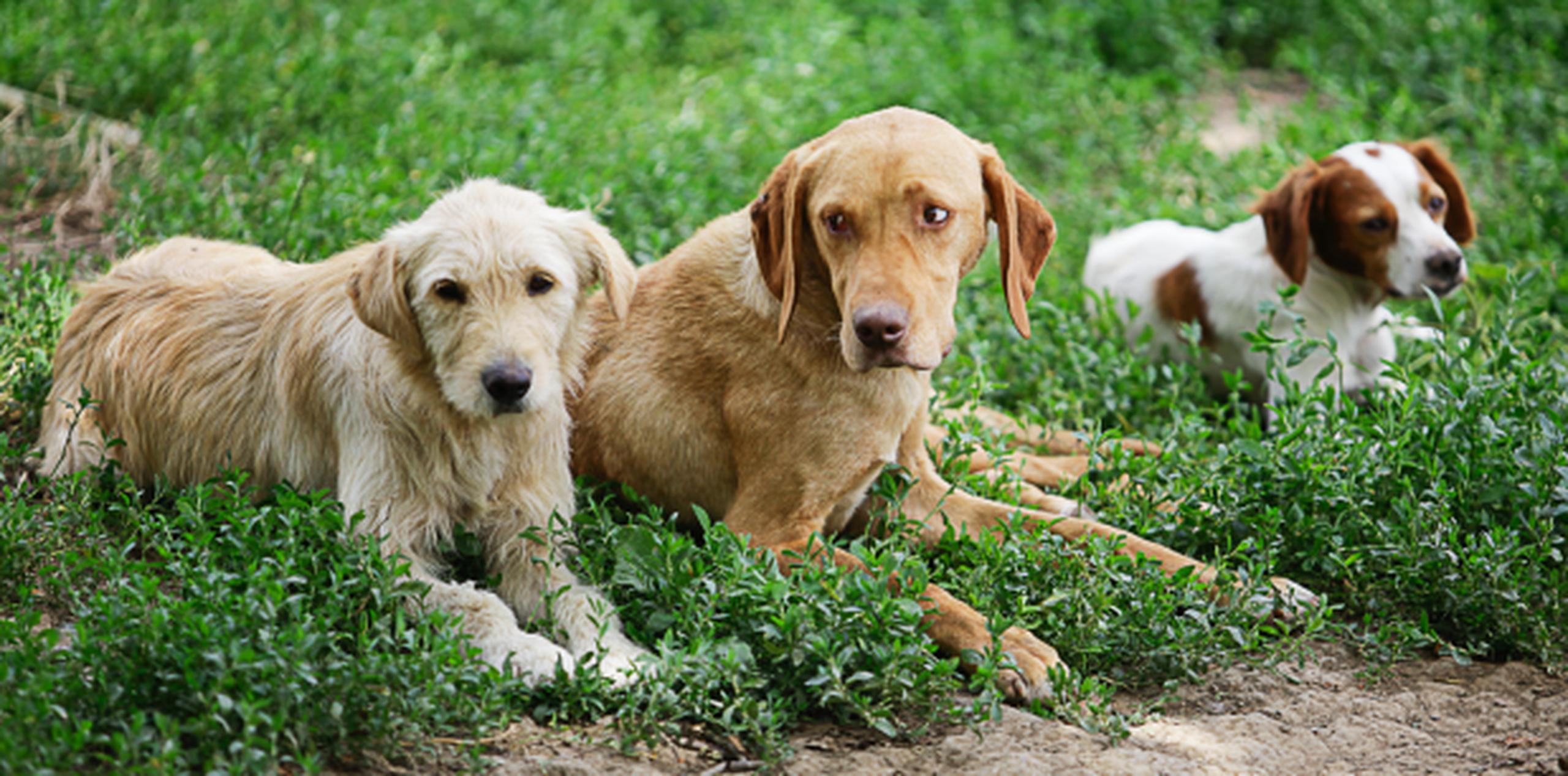 Los síntomas de la infección incluyen tos, congestión nasal y fiebre, aunque no todos los perros con la enfermedad los presentan necesariamente. (Archivo)