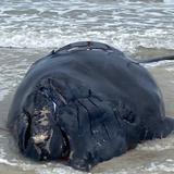 Hallan muerta una cría de ballena en vía de extinción tras ser golpeado por embarcación en Florida