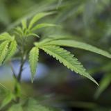 Escaladores hurtan ocho libras de cannabis medicinal de clínica en Vega Alta