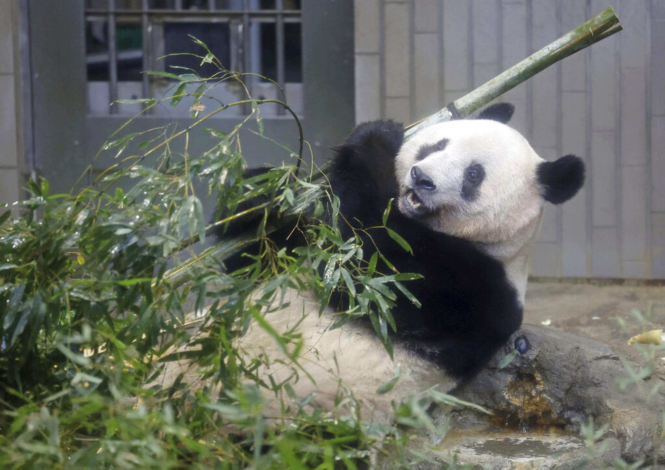 Xiang Xiang en una jaula durante su último día de observación en el zoológico de Ueno, antes de regresar a China, el 19 de febrero de 2023 en Tokio, Japón.