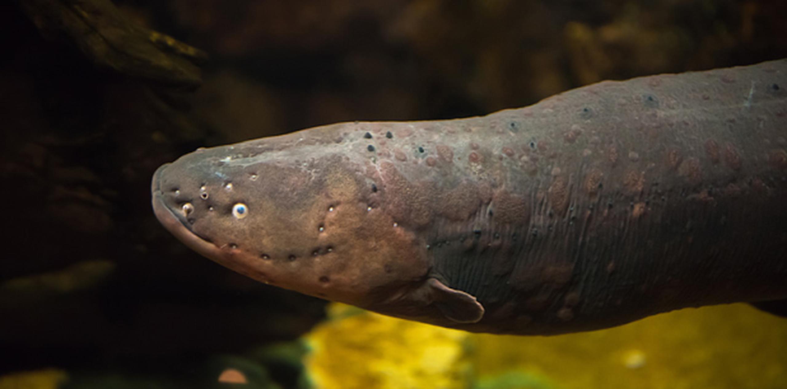 Las anguilas son muy comunes en el sur de China. (Shutterstock)