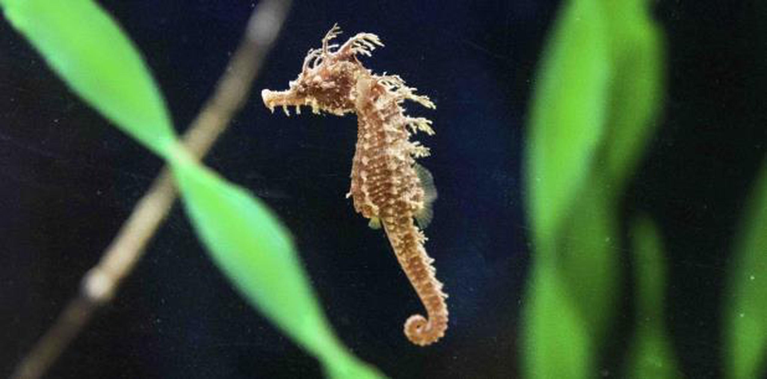 Caballito de mar rescatado se rehabilita en Florida Primera Hora