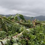 Estiman en $16 millones los daños que causó Erika a la agricultura