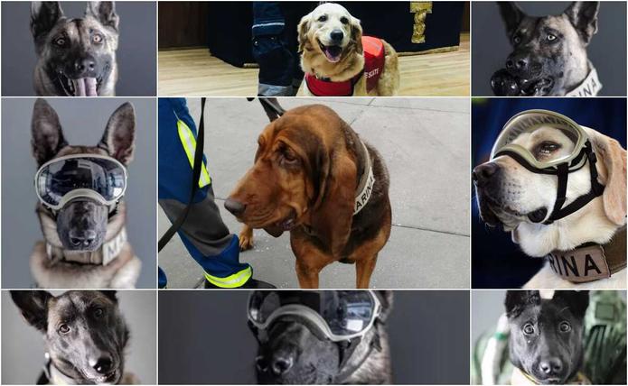 Los binomios caninos son entrenados durante un año antes de ser destinados a zonas de desastre.