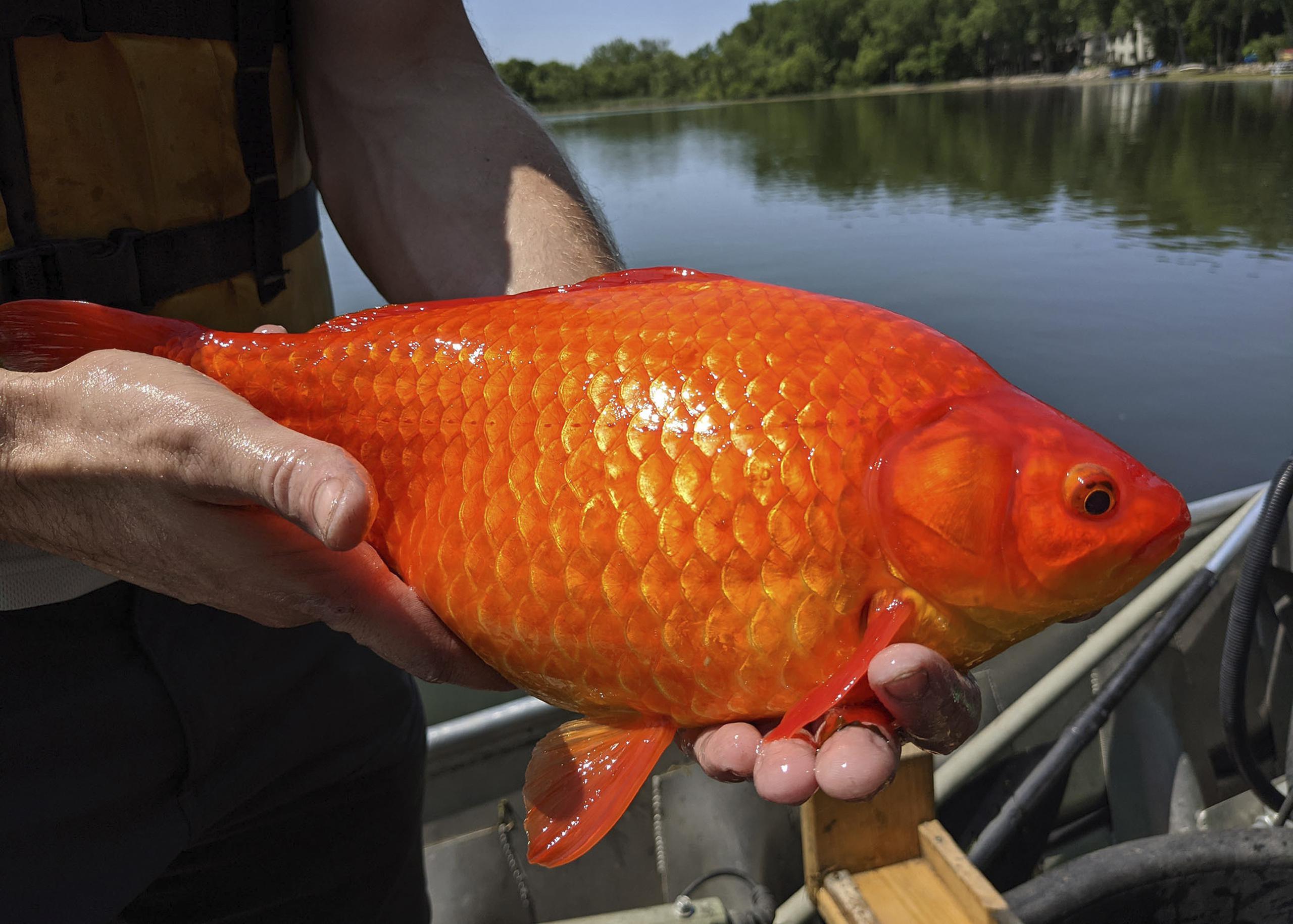 Un pez dorado gigante capturado en el lago Keller durante un estudio de la calidad del agua.