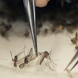 Nueva asignación millonaria para combatir el zika