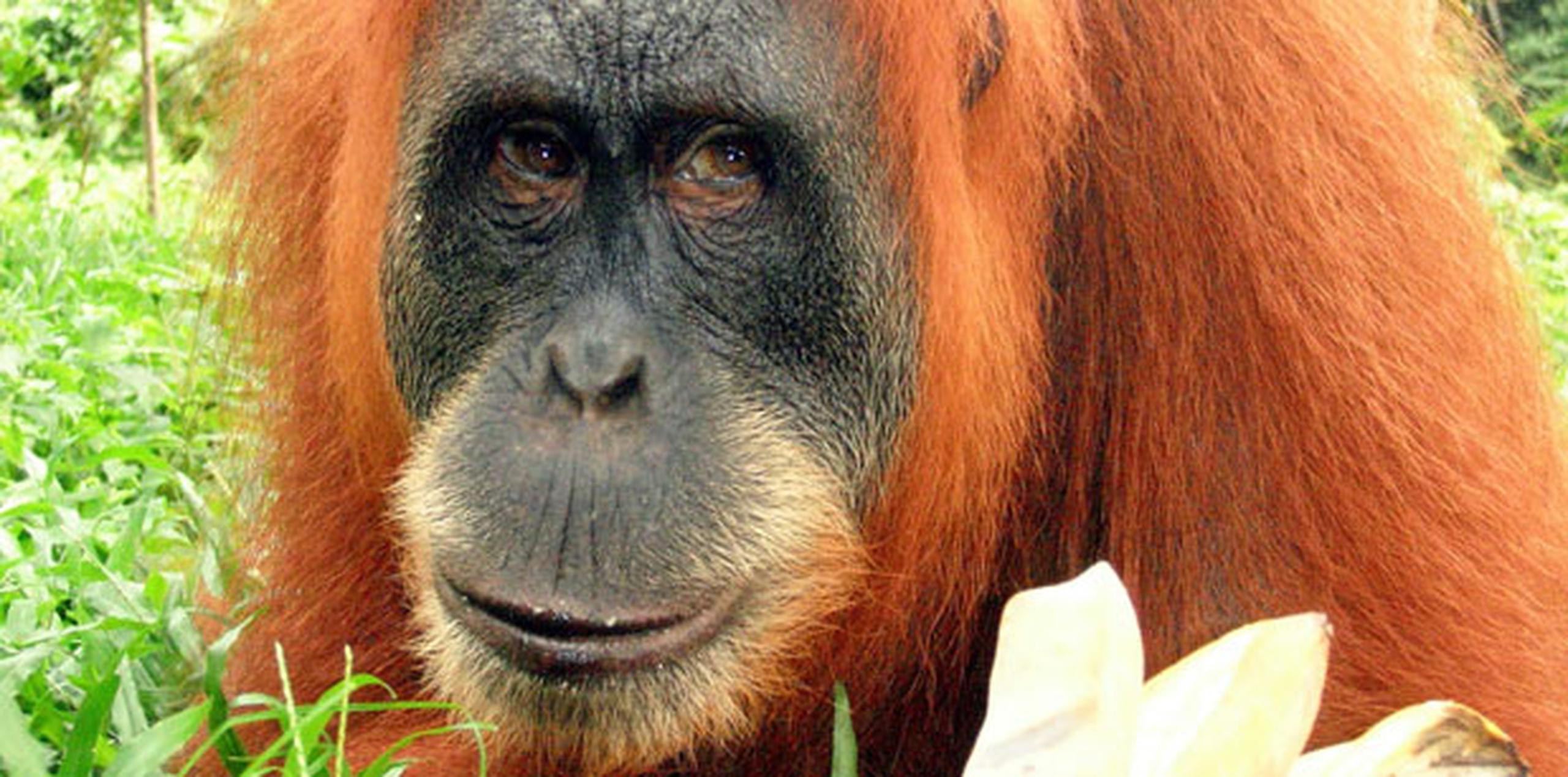 La fundación Borneo Orangutan Survival (BOS) indicó que recibió a la víctima hace dos días en un "estado horrible (...) tenía las piernas y los brazos rotos, y los rayos equis descubrieron más de 40 perdigones en el cuerpo". (Archivo)