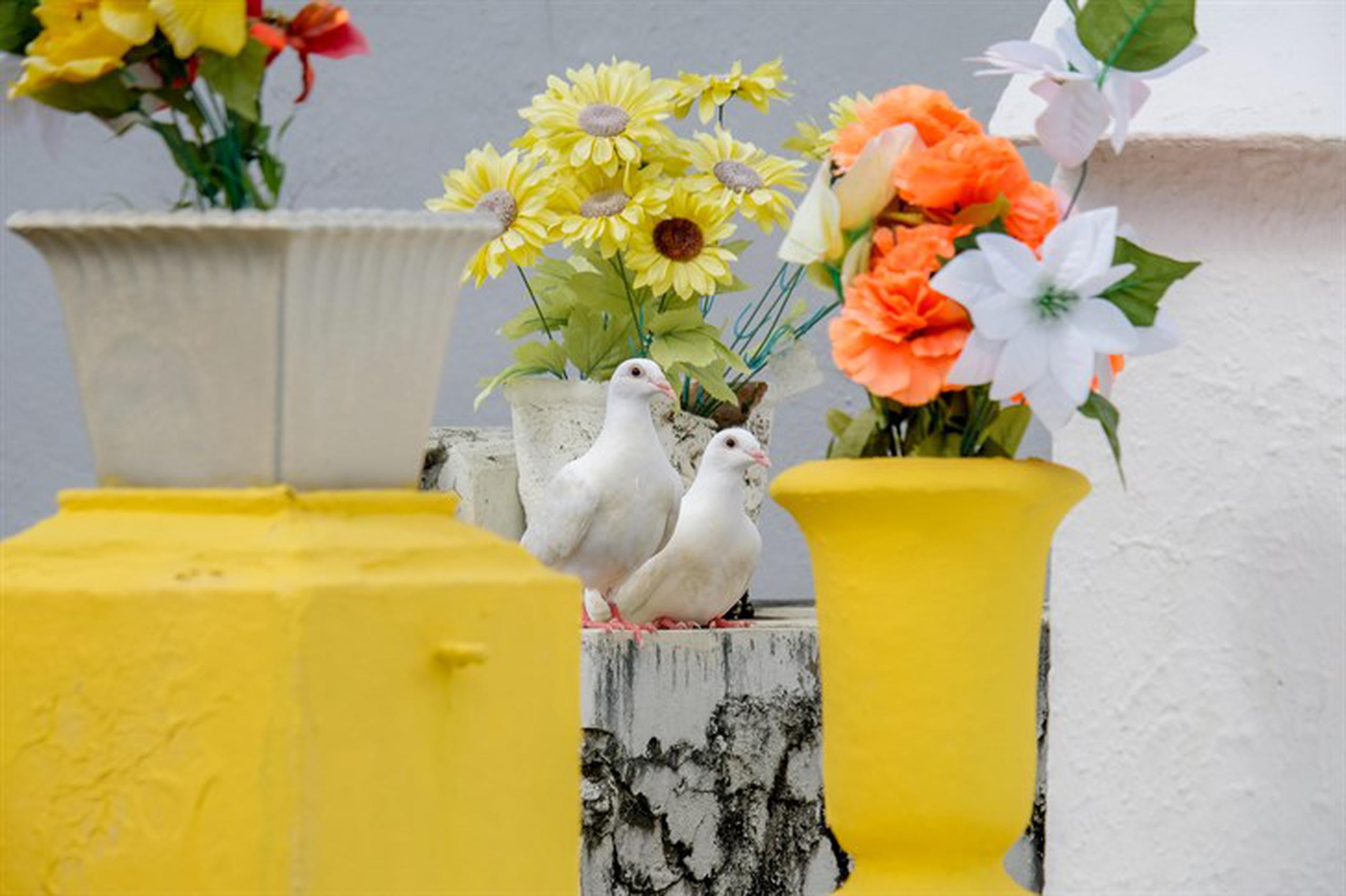 Dos palomas blancas, de las cuatro que fueron liberadas en el  cementerio municipal de Trujillo Alto,  permanecían cerca de la tumba donde fue sepultada la familia.   (Para Primera Hora / Ricardo Reyes)