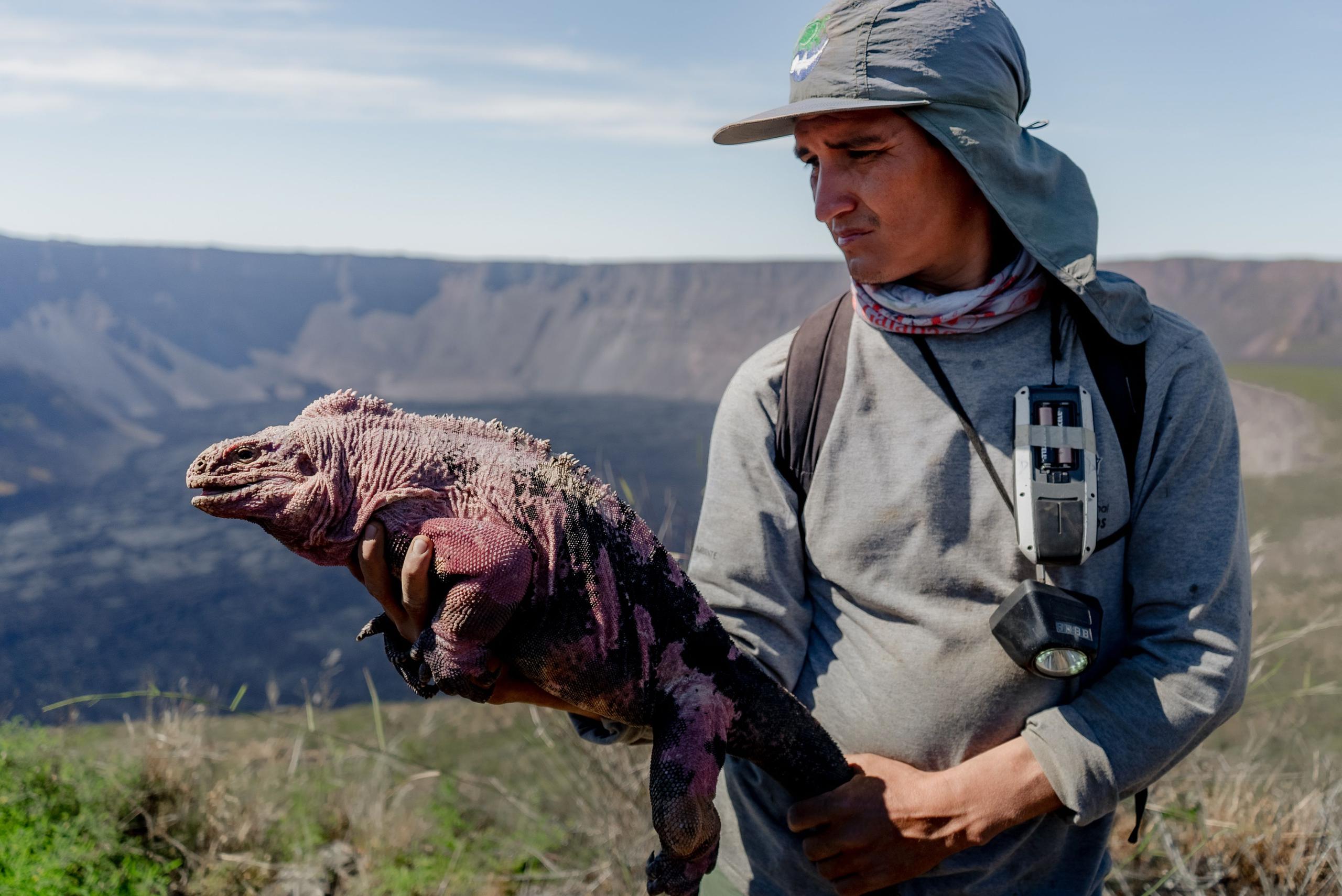 Fotografía cedida este viernes por el Parque Nacional Galápagos que muestra una iguana rosada el 6 de agosto de 2021, en la isla de Santa Cruz, en los Galápagos (Ecuador). Expertos de diferentes organismos analizaron en la isla de Santa Cruz, en Galápagos, estrategias encaminadas a la conservación de la iguana rosada. EFE/ Parque Nacional Galápagos
