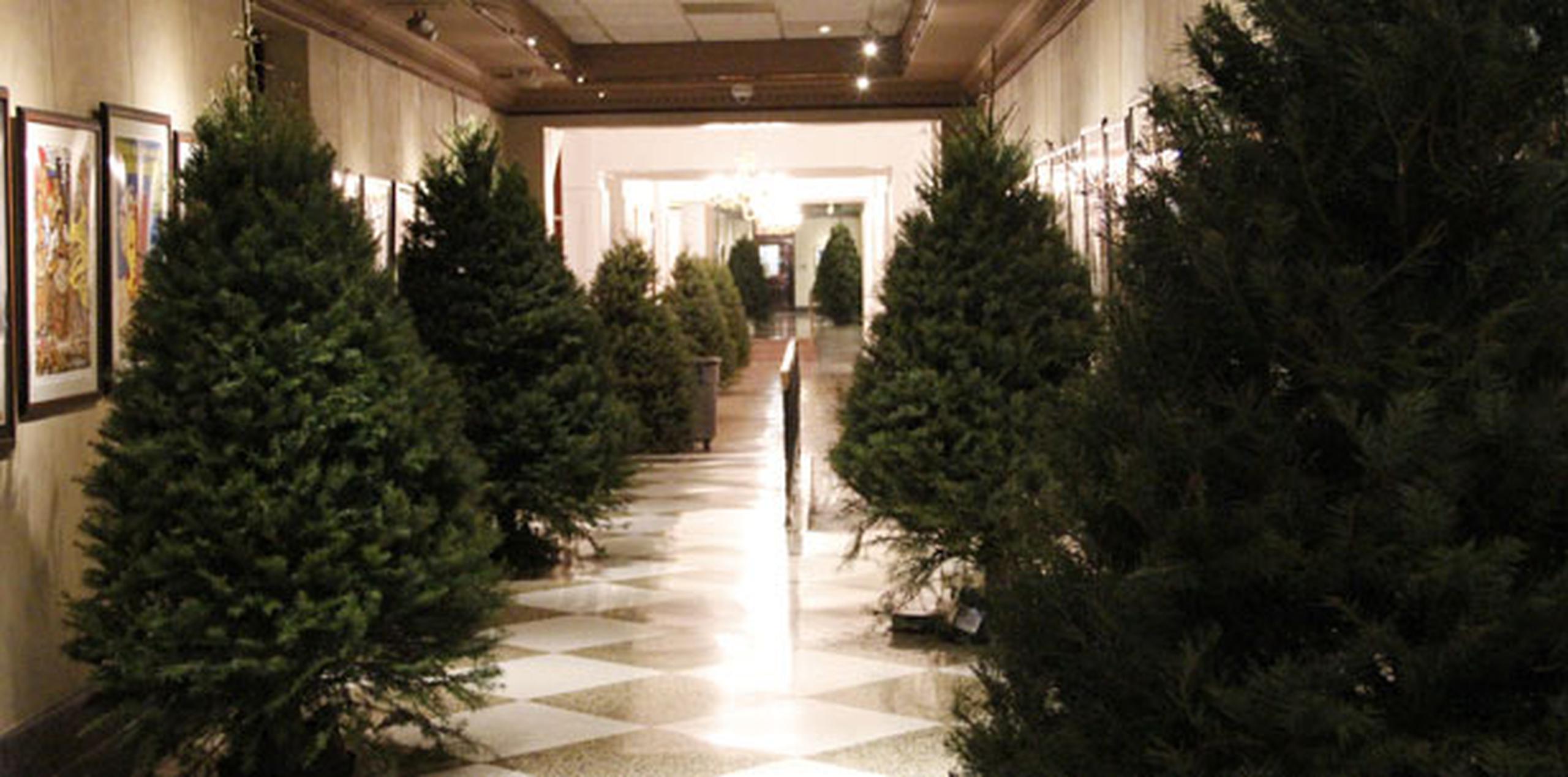 Estos pinos forman parte de la decoración navideña en el Capitolio. (michelle.estrada@gfrmedia.com)
