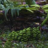 Agricultura ordena quemar plátanos de contrabando