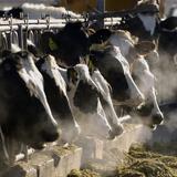 Detectan gripe aviar en carne de vaca lechera enferma