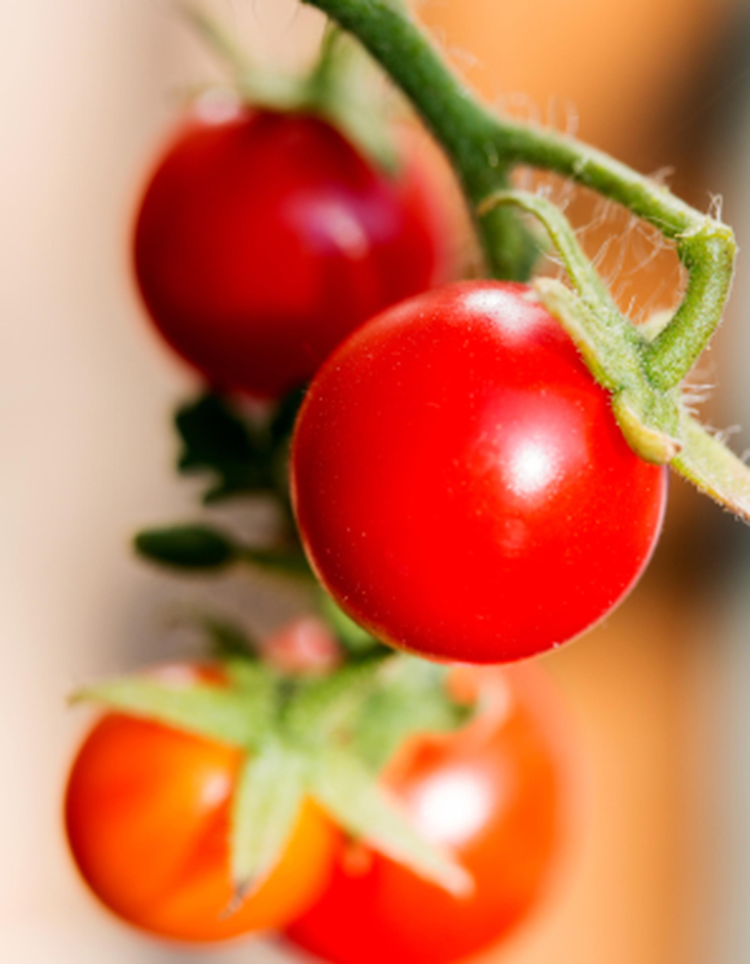Los tomates crecieron, pero no produjeron frutas porque la luz no era lo bastante brillante y la temperatura era demasiado baja. (Archivo)