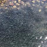 Las grandes “nubes negras” de anchoas que invaden California y preocupan a los expertos