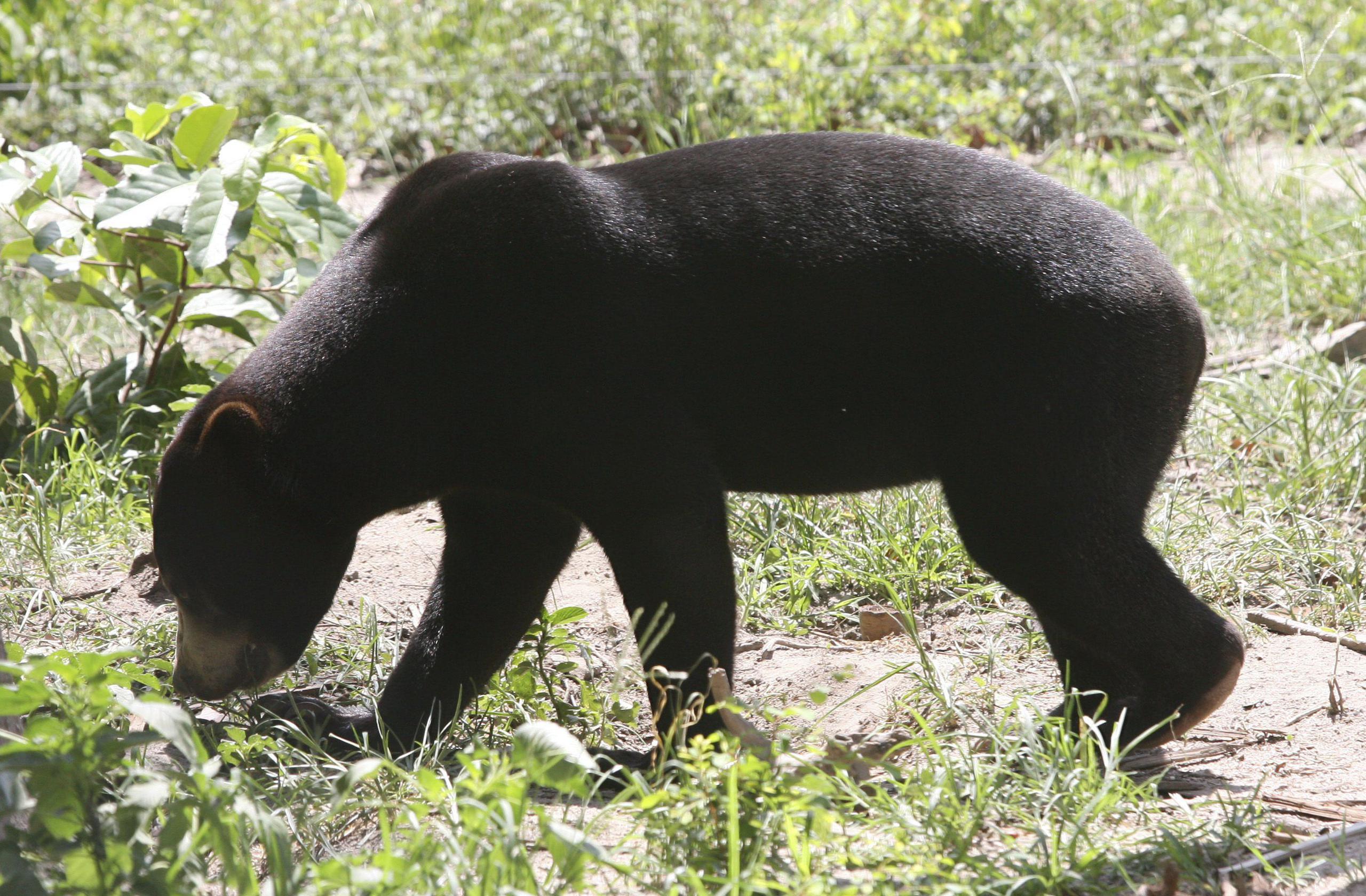 Las imágenes del oso malayo del zoológico de Hangzou (China), se hicieron virales a principio de esta semana.