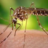 Descubren cómo el parásito de la malaria se defiende de la fiebre 