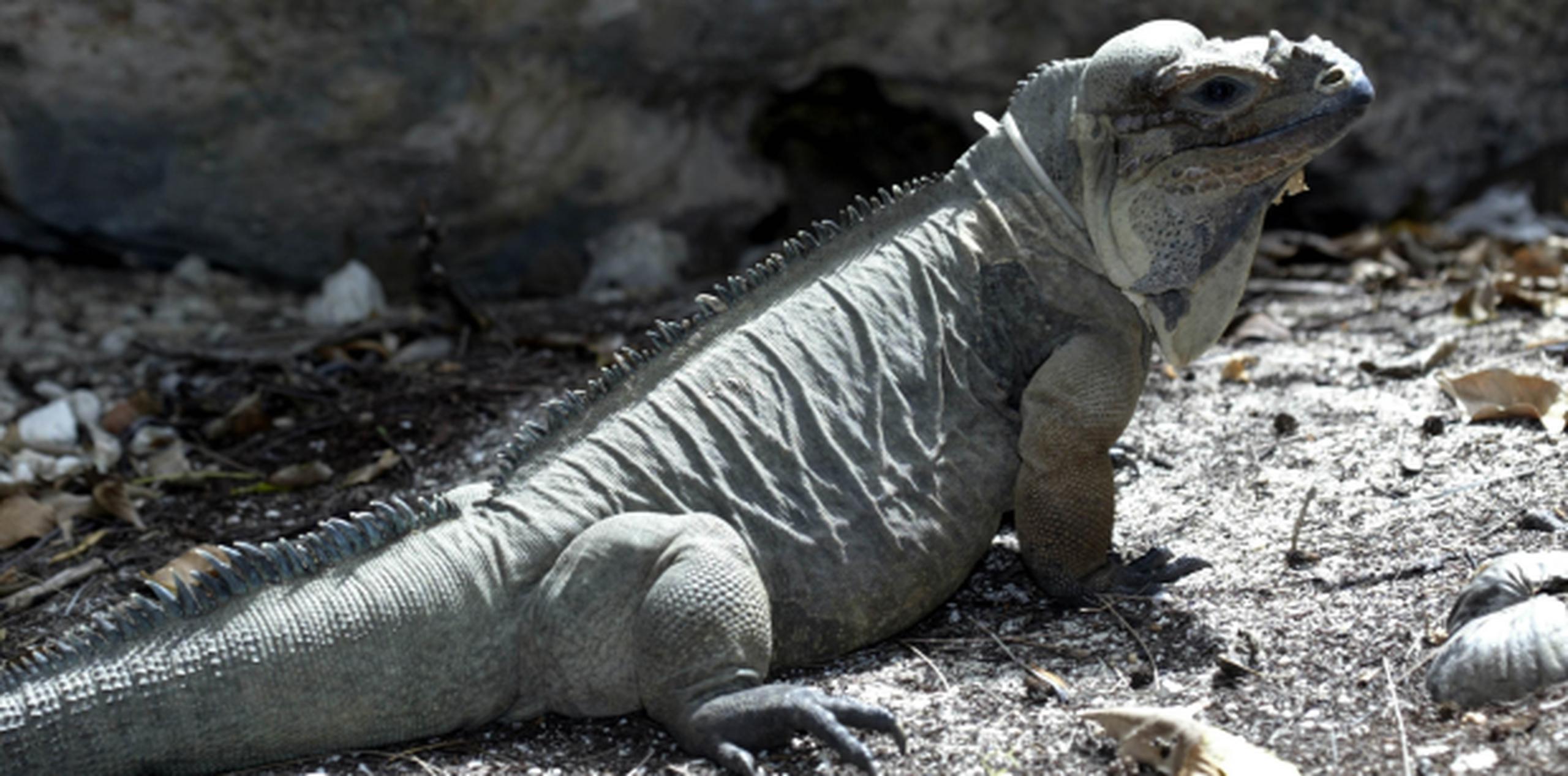 Algunas de las caracter’siticas físicas que le da a la iguana su aspecto prehistórico. (jorge.ramirez@gfrmedia.com)