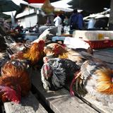 Advierten variantes de gripe aviar tienen potencial pandémico 