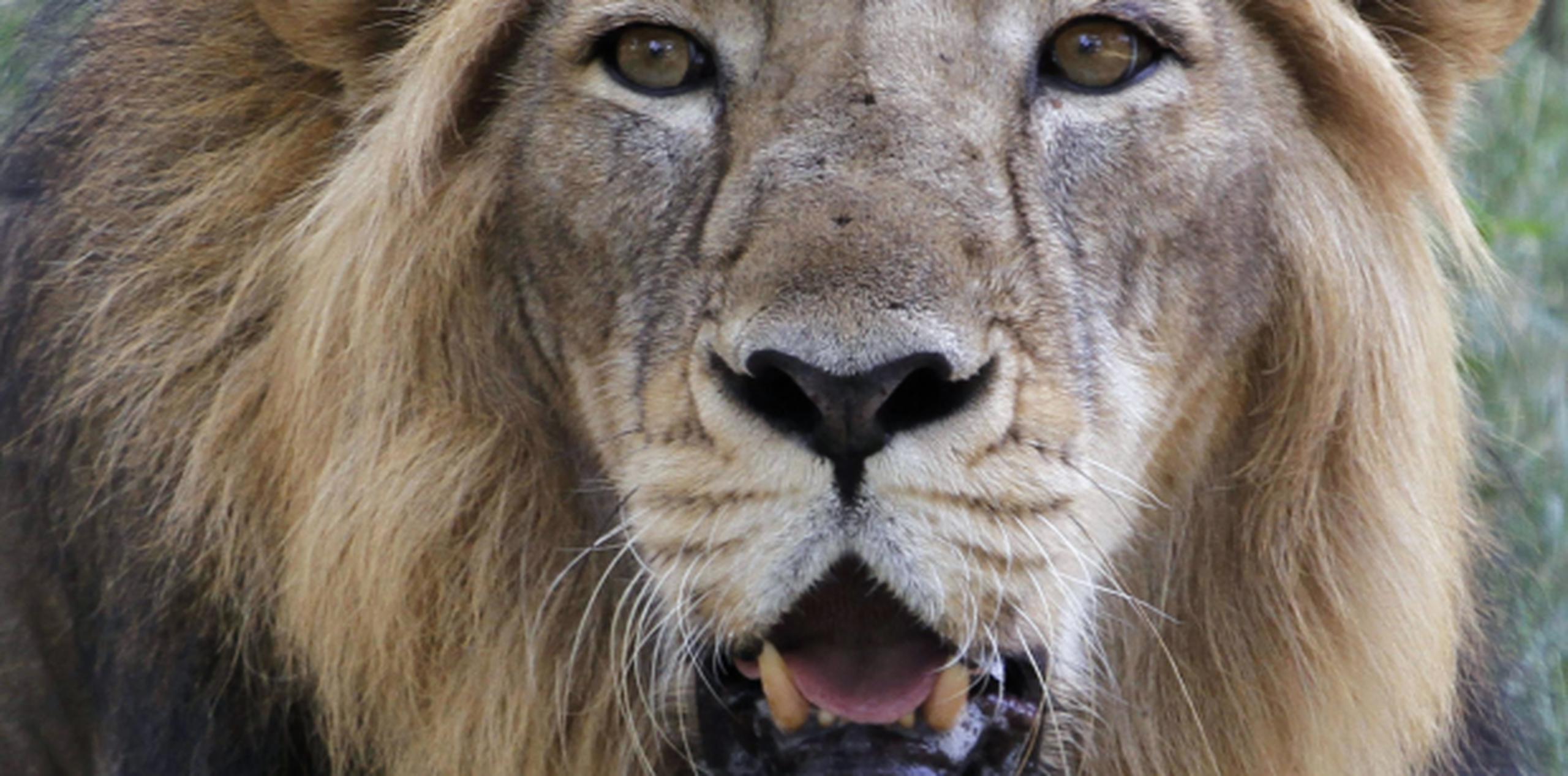 El león no tenía pelo y fue decapitado. Los cazadores trataron de destruir el collar del animal, el cual tiene dentro un dispositivo de rastreo. (Archivo)